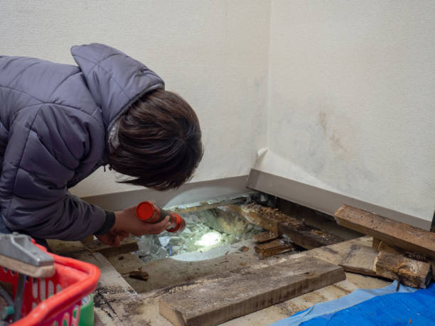 Reliable Orange, VA Mold Removal Solutions