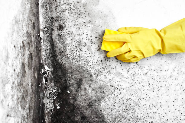 Best Environmental Consulting for Mold Prevention  in Orange, VA
